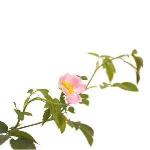 БАХ МОНО Wild rose 20 мл. 01 